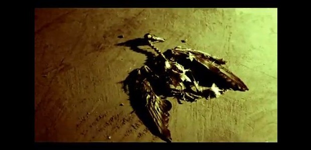 City And Colour Premiere Video For Fragile Bird City And Colour Premiere Video For Fragile Bird